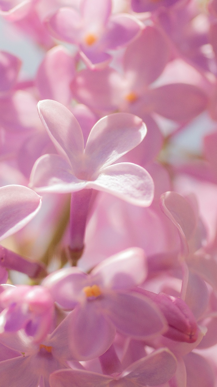 Earth Flower, Pink Flower, Macro, 750x1334, Phone HD Wallpaper