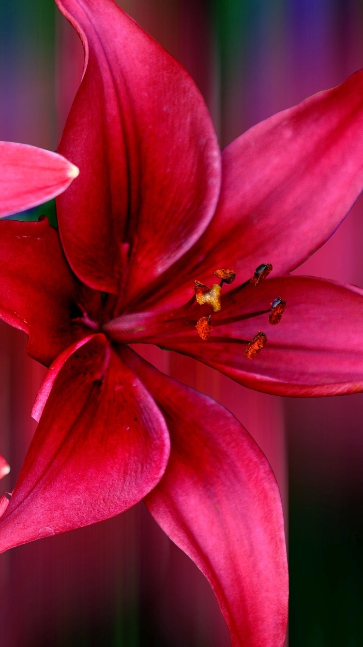 Artistic Flower, Pink Flower, Lily, 750x1334, Phone HD Wallpaper
