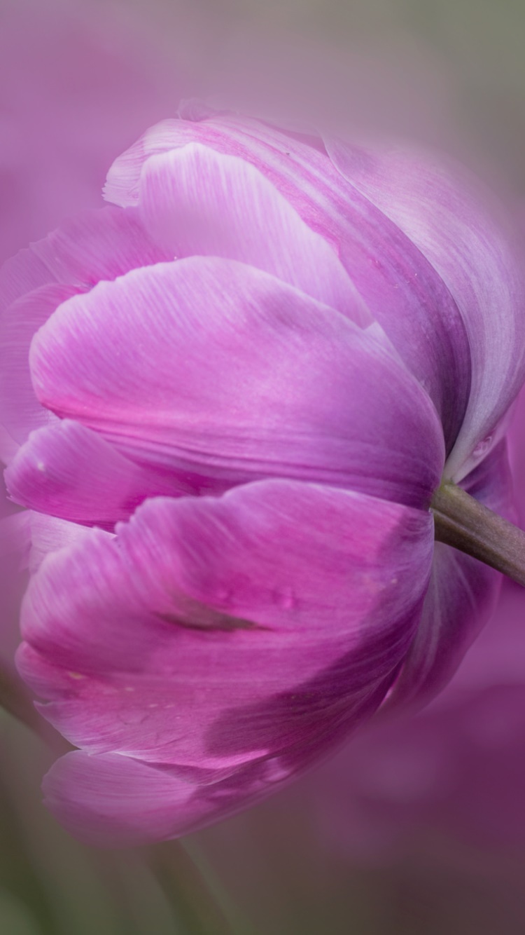 Earth Flower, Pink Flower, Nature, 750x1334, Phone HD Wallpaper