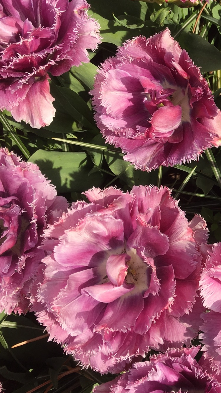 Earth Flower, Pink Flower, Nature, 750x1334, Phone HD Wallpaper