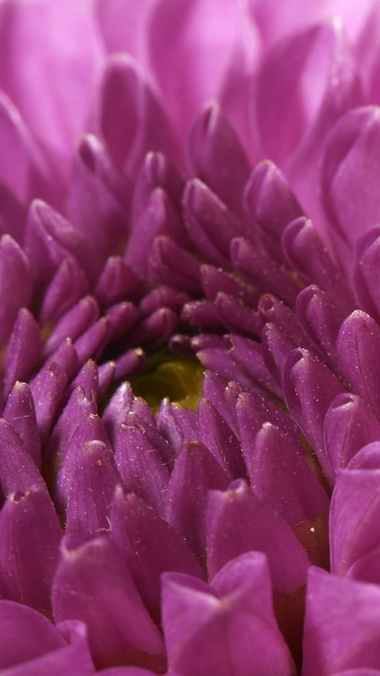Earth Flower, 750x1334, Phone HD Wallpaper