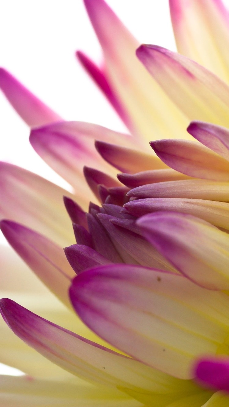 Earth Flower, 750x1334, Phone HD Wallpaper