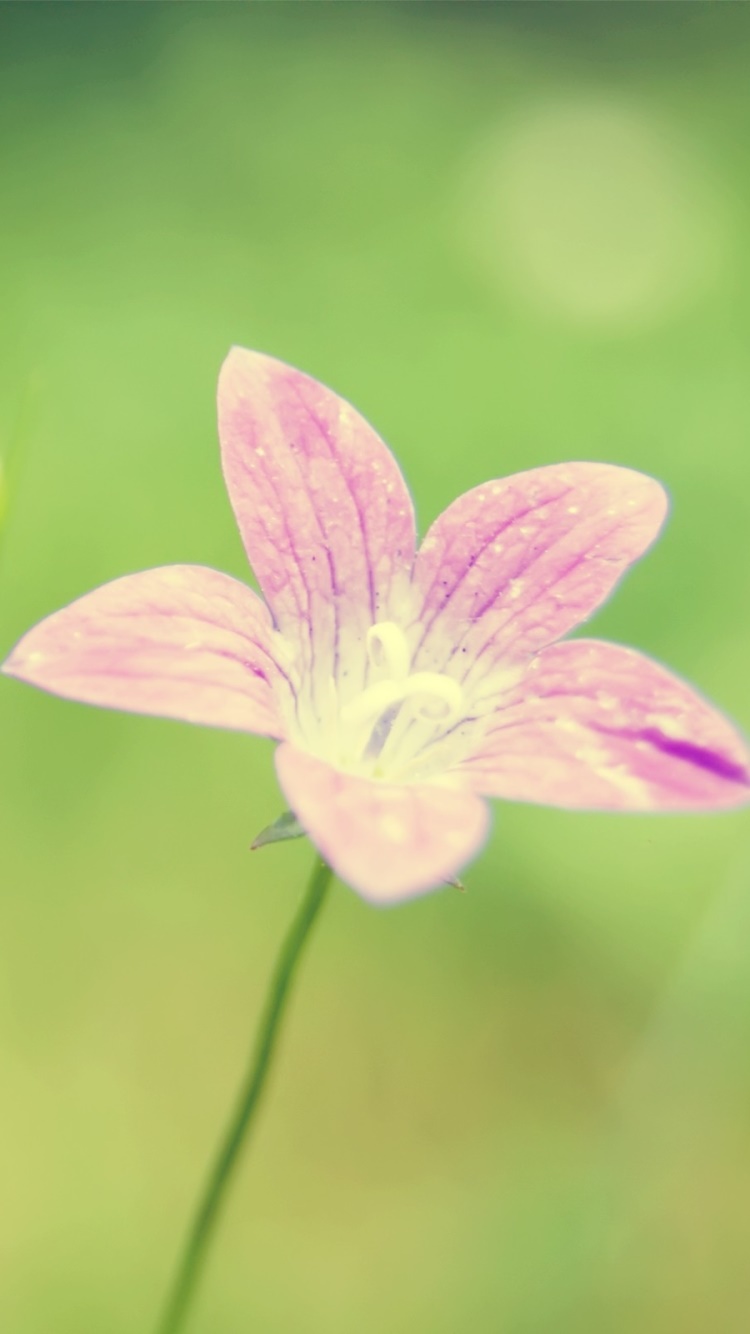 Earth Flower, 750x1334, Phone HD Wallpaper
