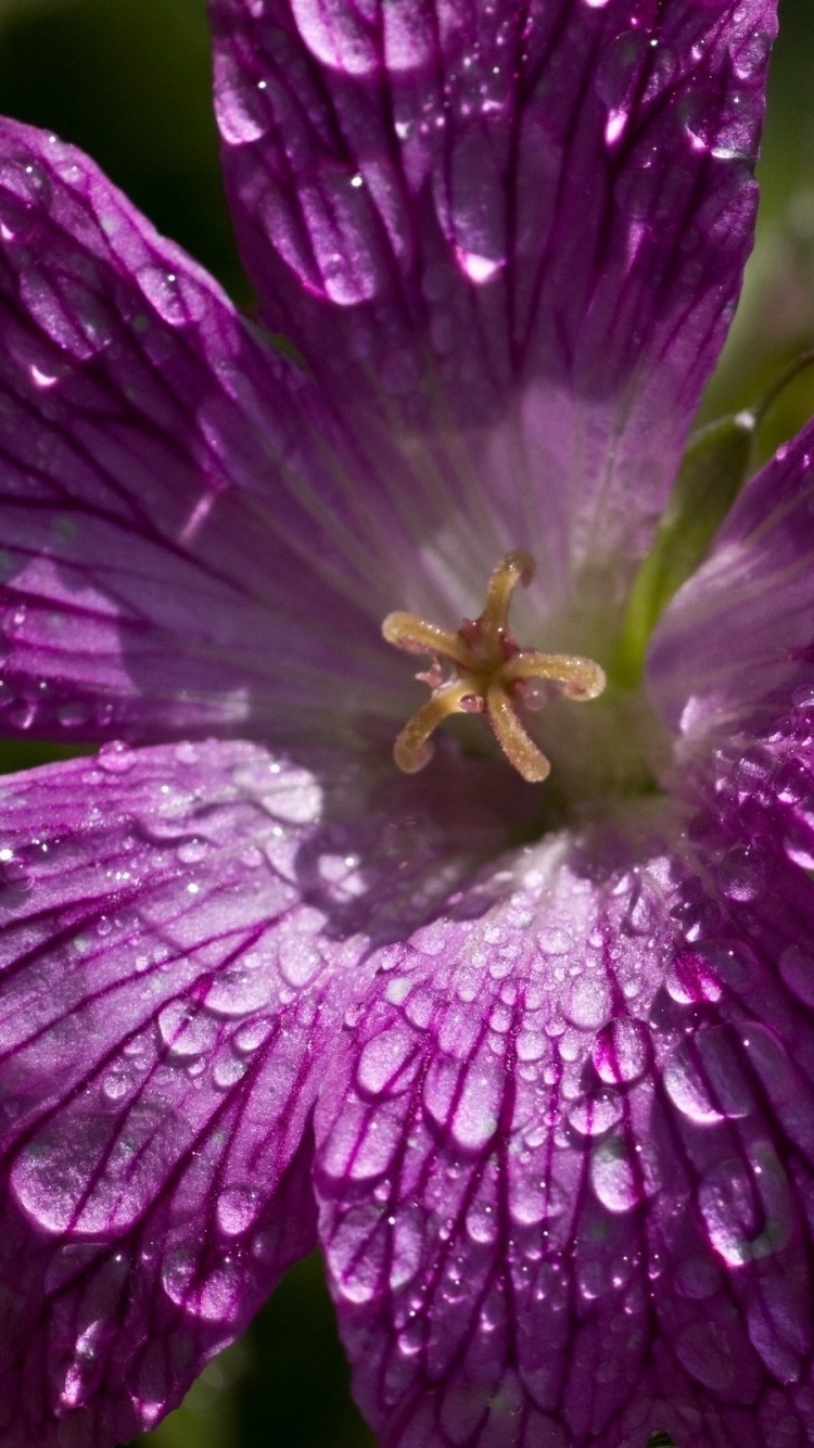 Earth Flower, 750x1334, Phone HD Wallpaper