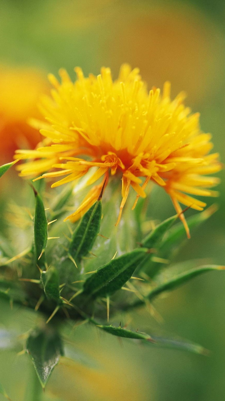 Earth Flower, 750x1334, Phone HD Wallpaper