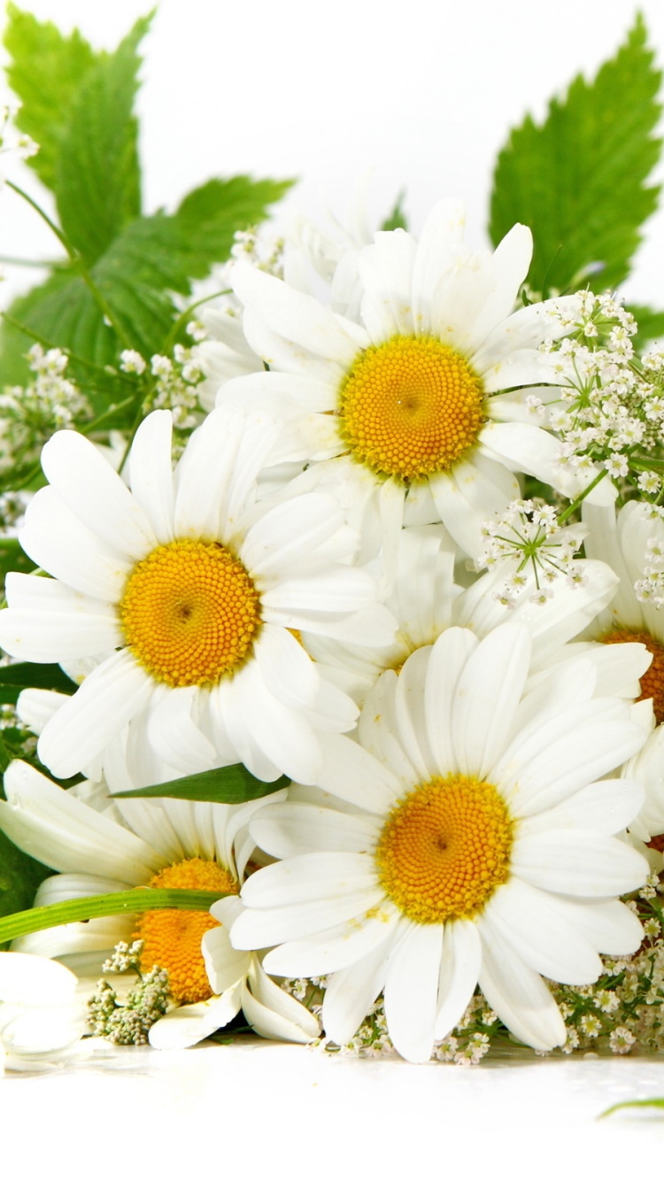 Earth Flower, 750x1334, Phone HD Wallpaper