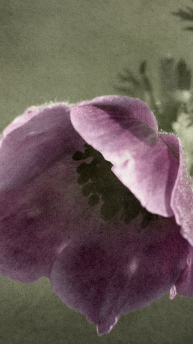 Earth Flower, 750x1334, Phone HD Wallpaper