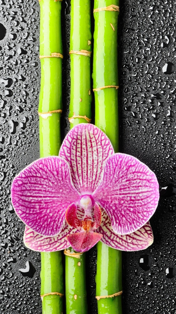 Earth Flower, Water Drop, Orchid, 750x1334, Phone HD Wallpaper