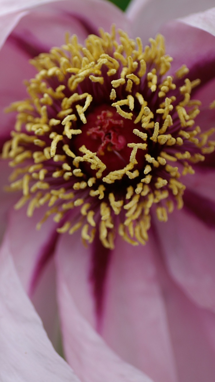 Earth Flower, 750x1334, Phone HD Wallpaper