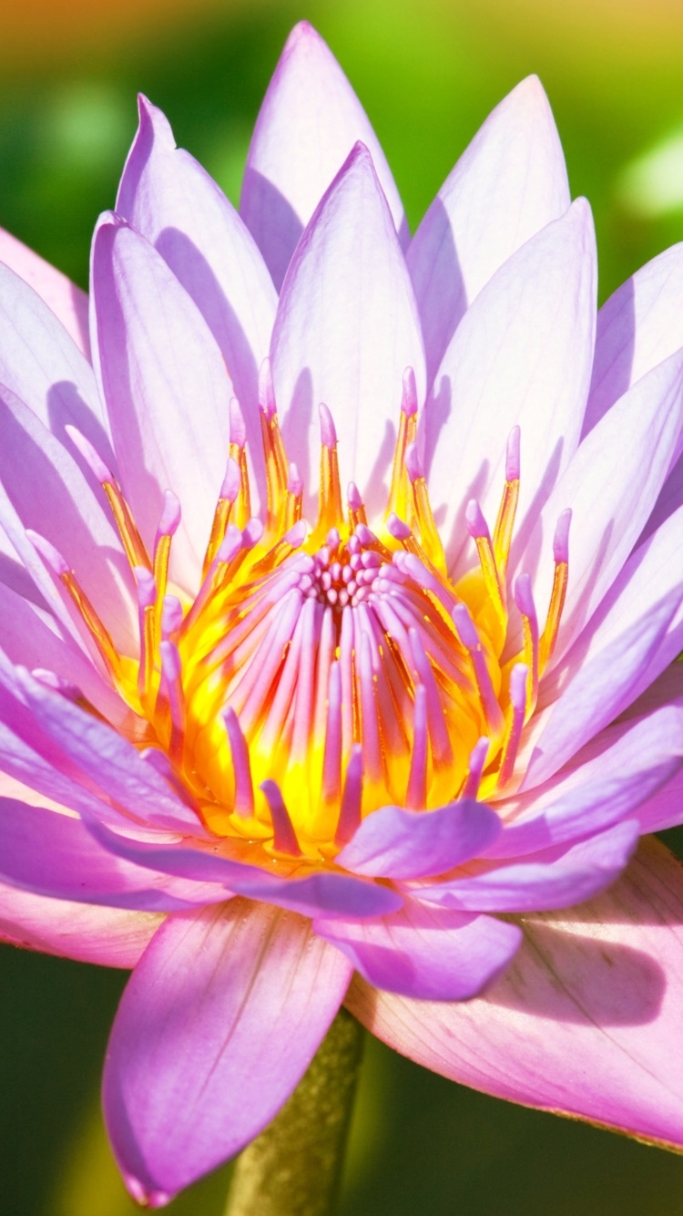 Earth Flower, 750x1334, Phone HD Wallpaper