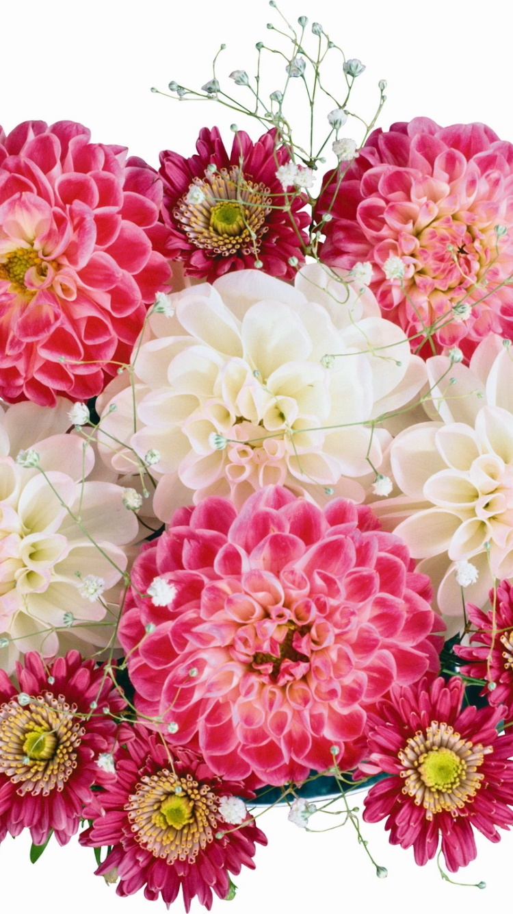 Earth Flower, Dahlia, 750x1334, Phone HD Wallpaper