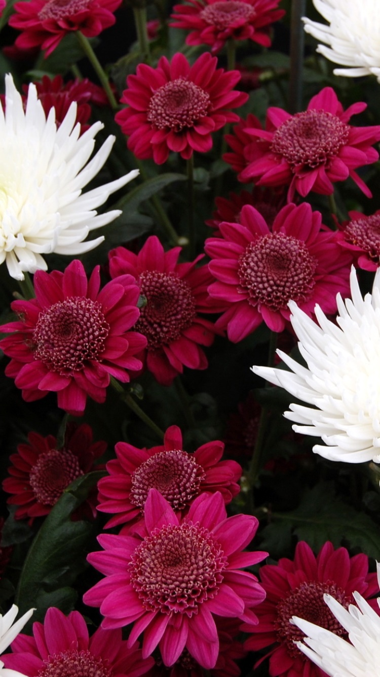 Earth Flower, 750x1334, Phone HD Wallpaper