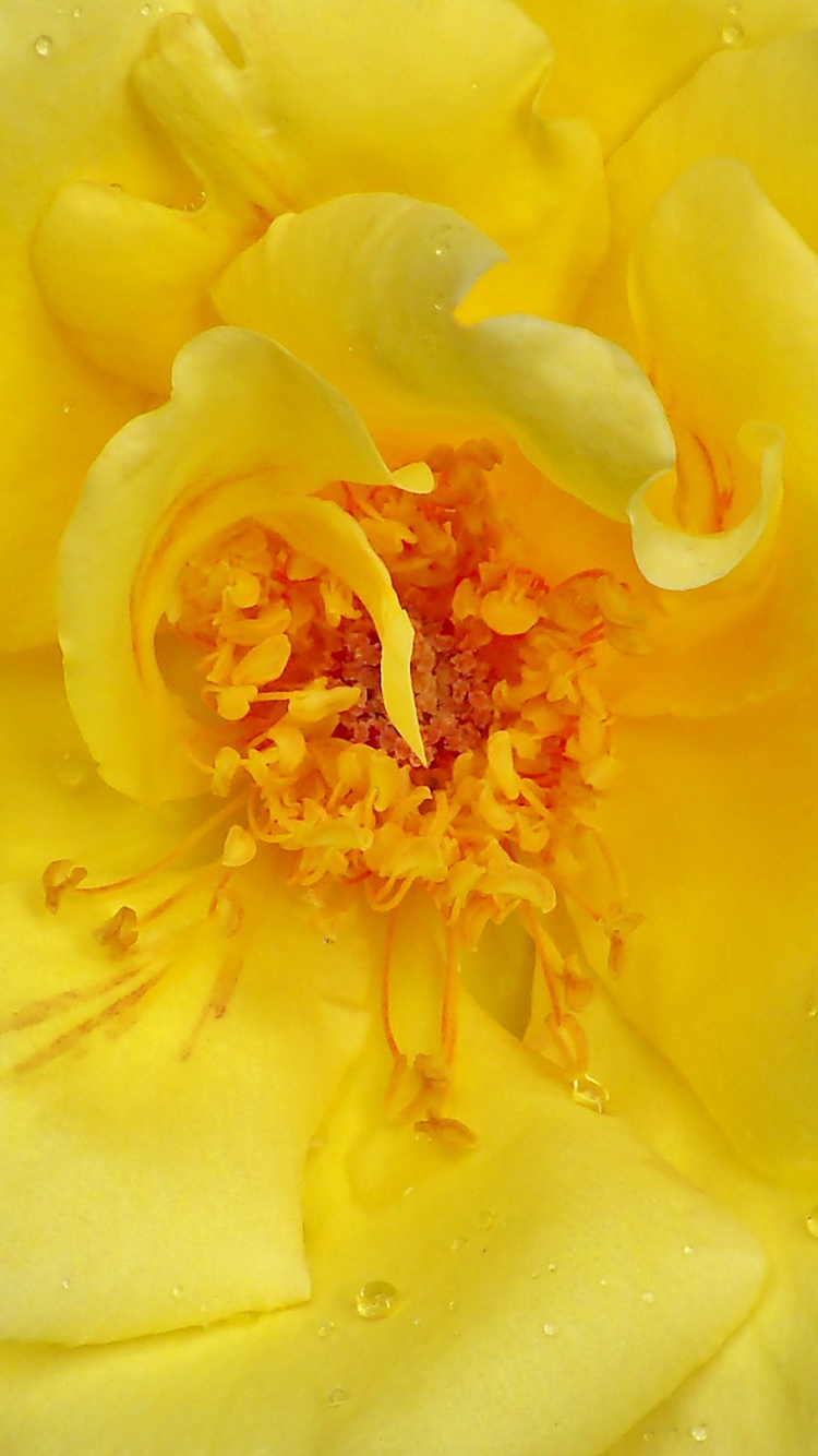 Earth Flower, Rose, 750x1334, Phone HD Wallpaper