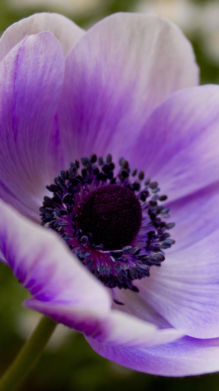 Earth Flower, 750x1334, Phone HD Wallpaper
