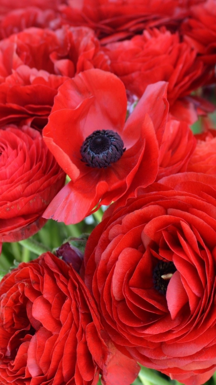 Earth Flower, 750x1334, Phone HD Wallpaper