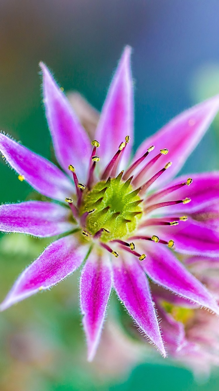 Earth Flower, 750x1334, Phone HD Wallpaper