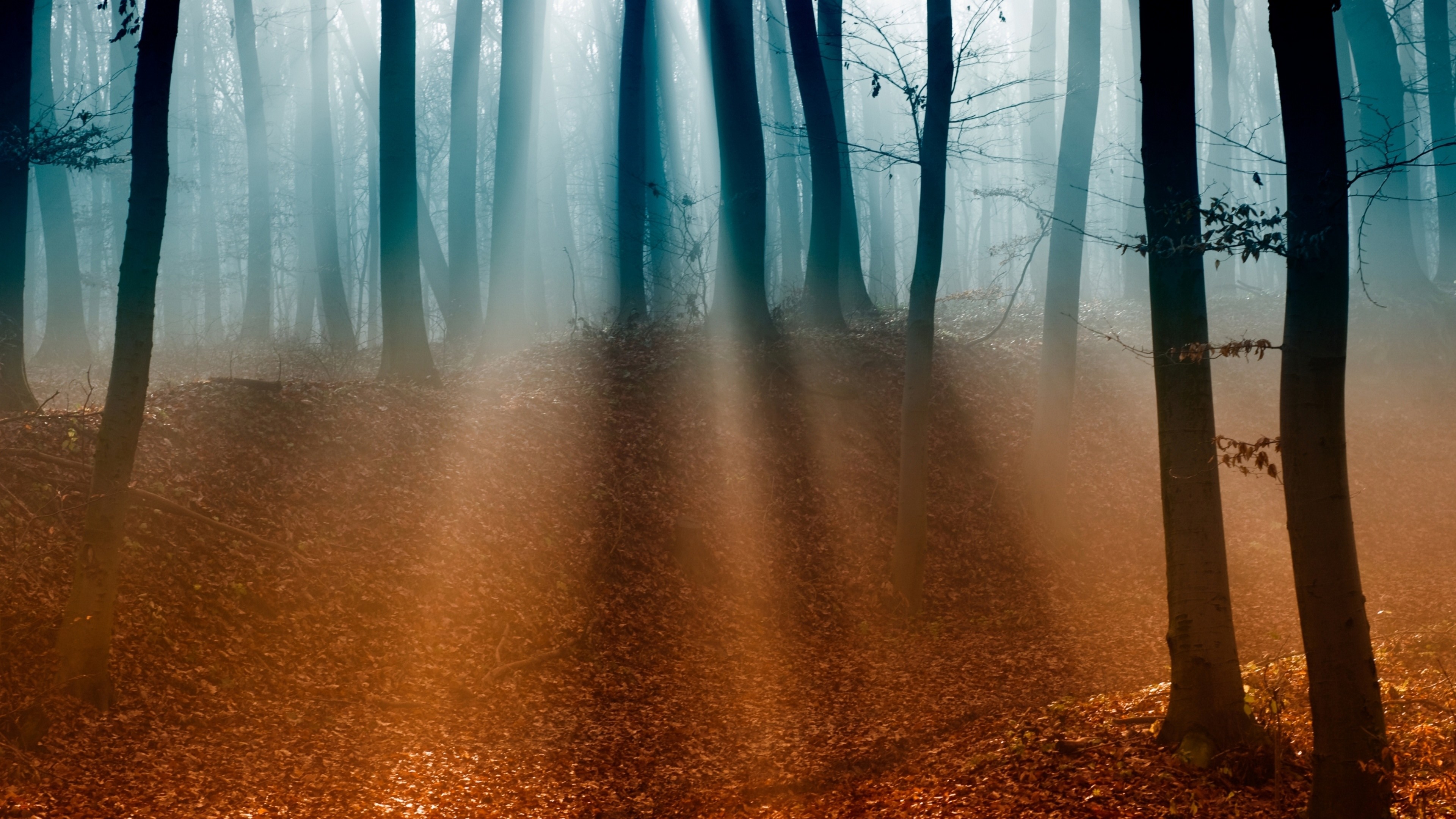 Forest, 4k, trees, sunlight, fog, autumn, HD Wallpaper