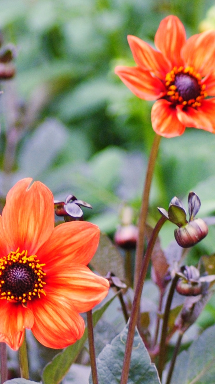 Earth Flower, Orange Flower, Nature, 750x1334, Phone HD Wallpaper