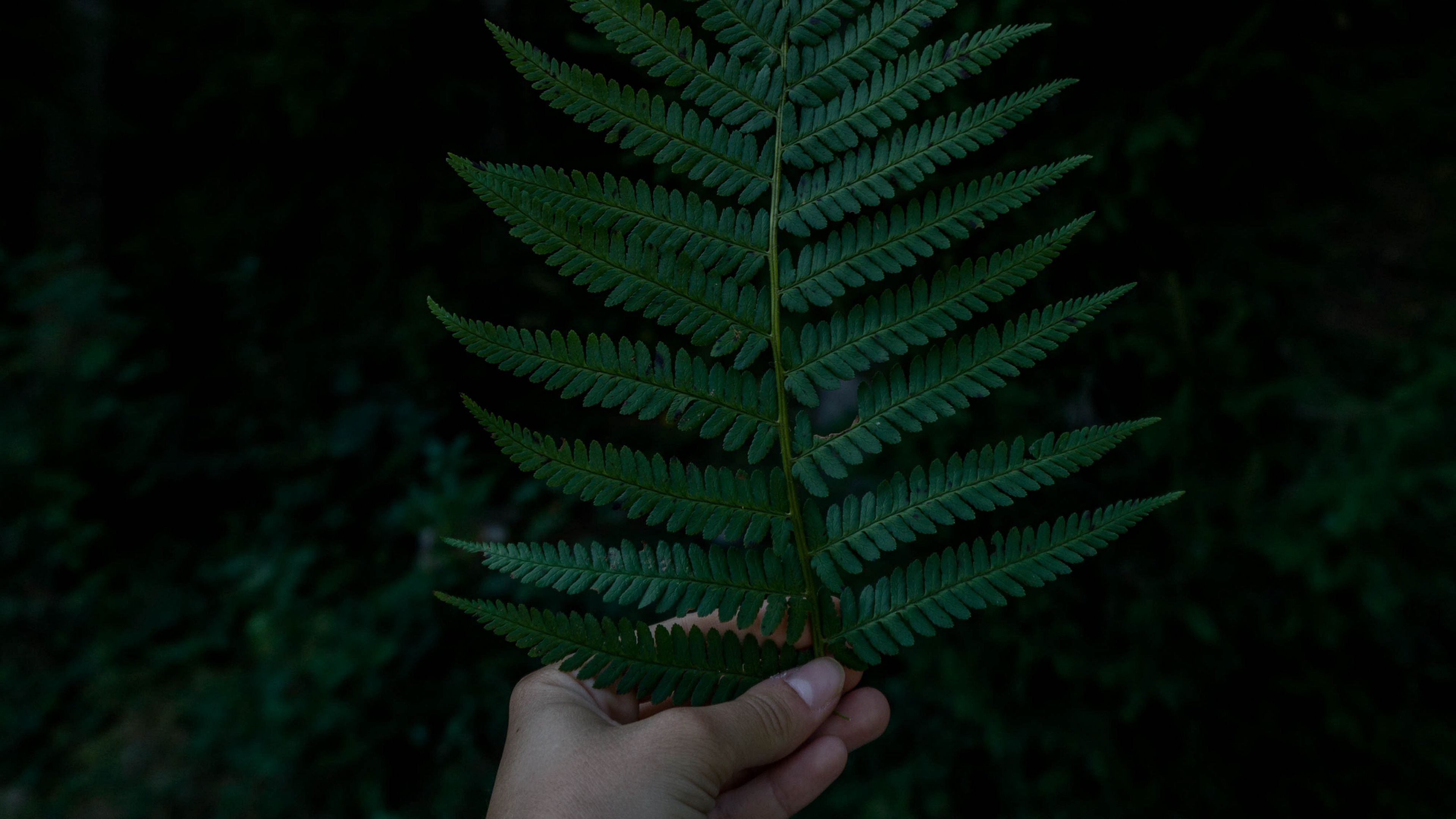 hand, fern, leaf, green, 4k, HD Wallpaper