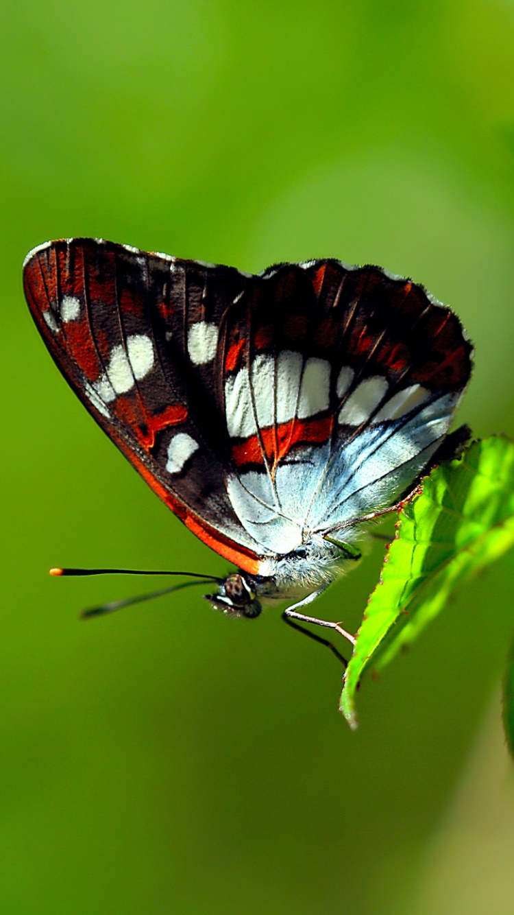 Animal Butterfly, Leaf, Green, Insect, Colors, 750x1334, Phone HD Wallpaper