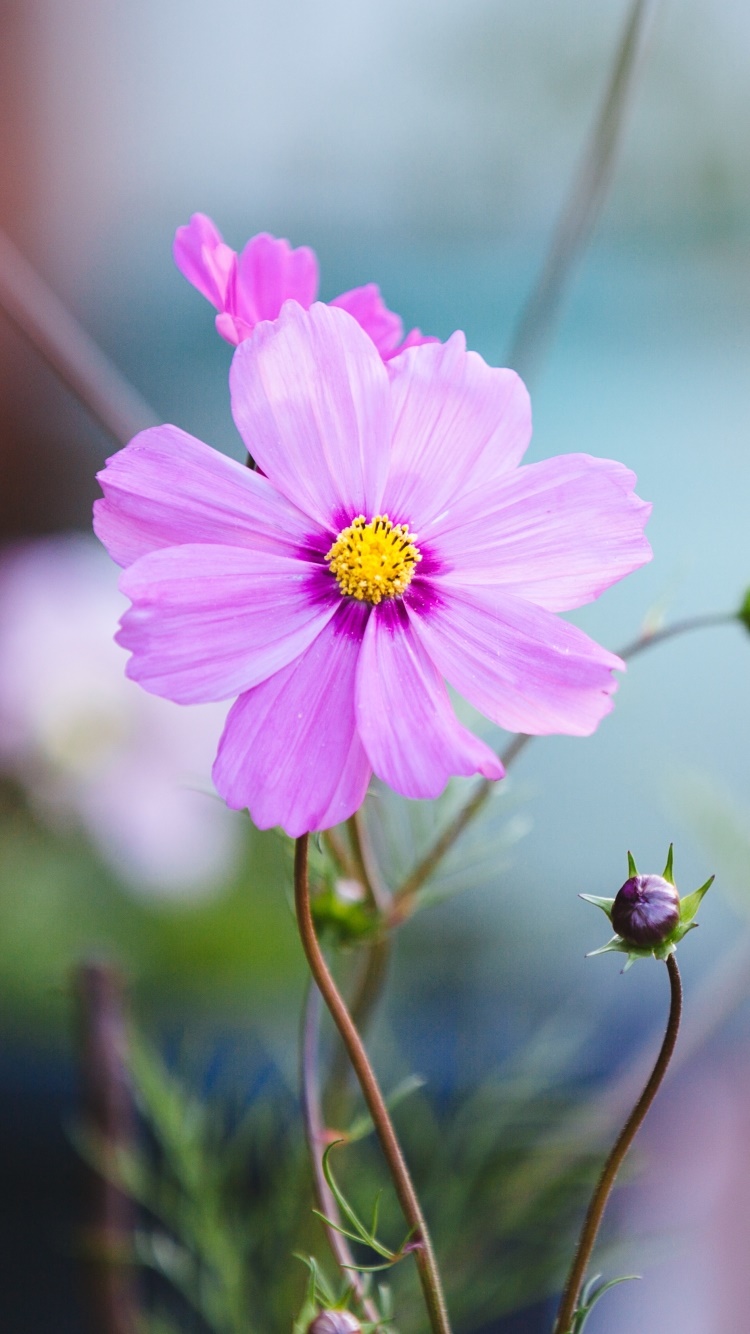 Earth Flower, Close-up, 750x1334, Phone HD Wallpaper