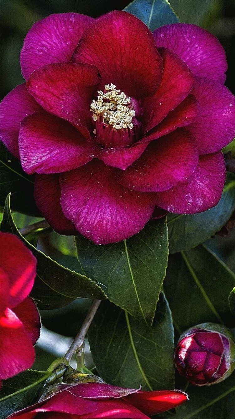 Earth Flower, Leaf, Close-up, Camellia, Pink Flower, 750x1334, Phone HD Wallpaper