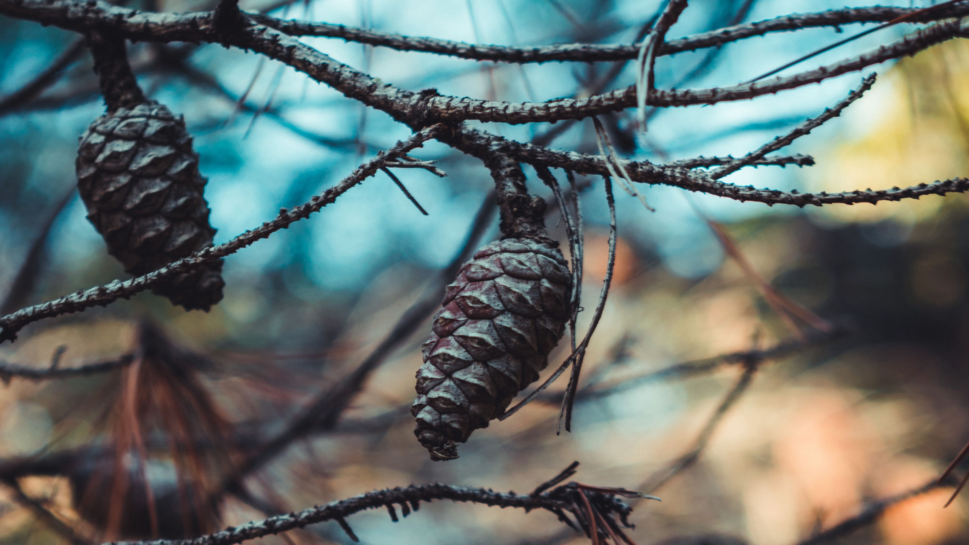 cones, branches, needles, closeup, 4k, HD Wallpaper