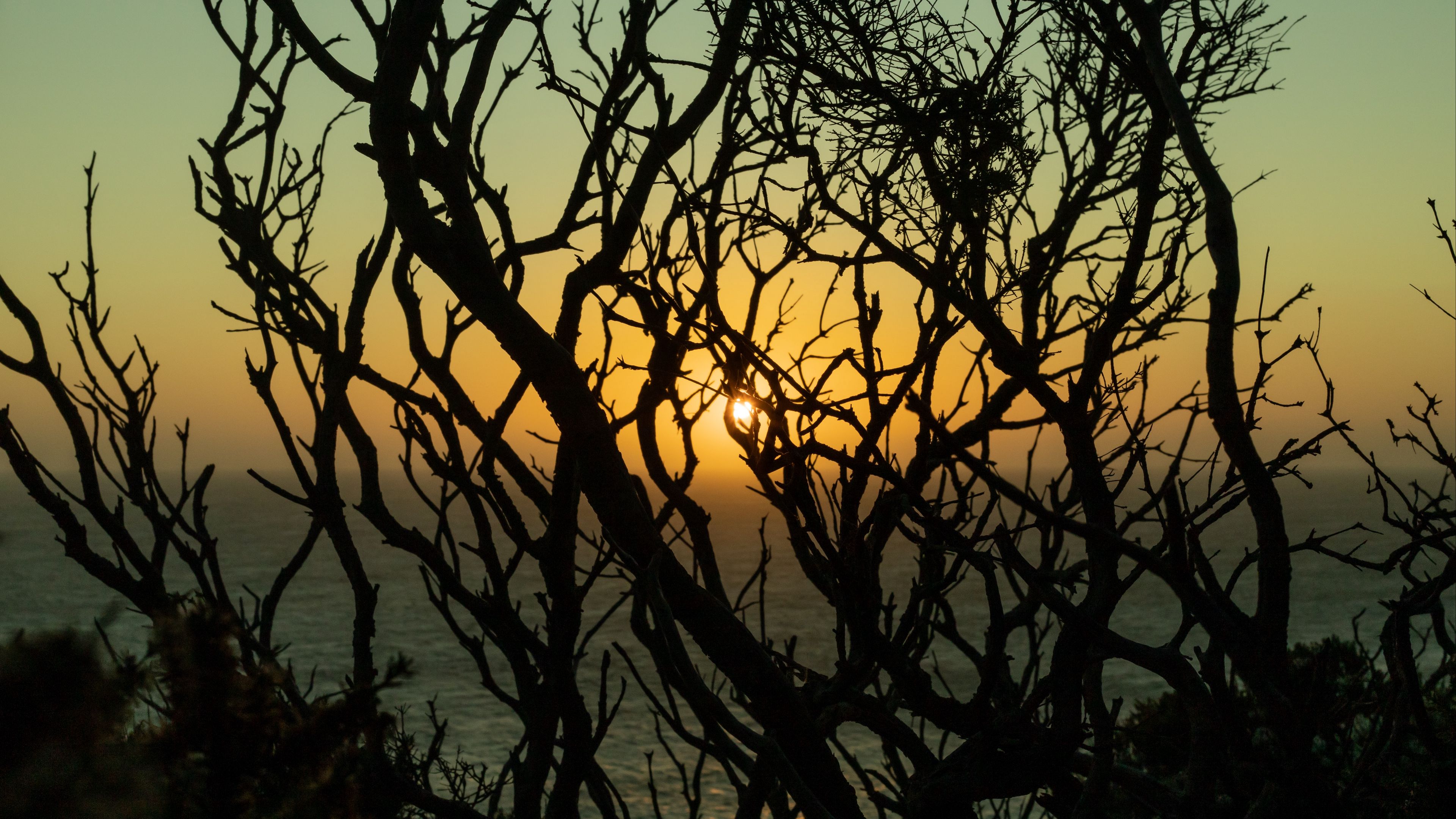 branches, sun, sunset, trees, dusk, 4k, HD Wallpaper