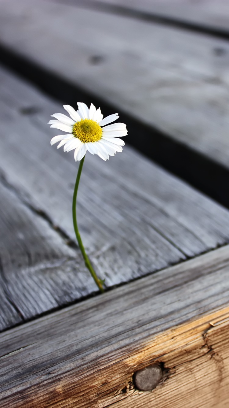 Earth Flower, Daisy, 750x1334, Phone HD Wallpaper