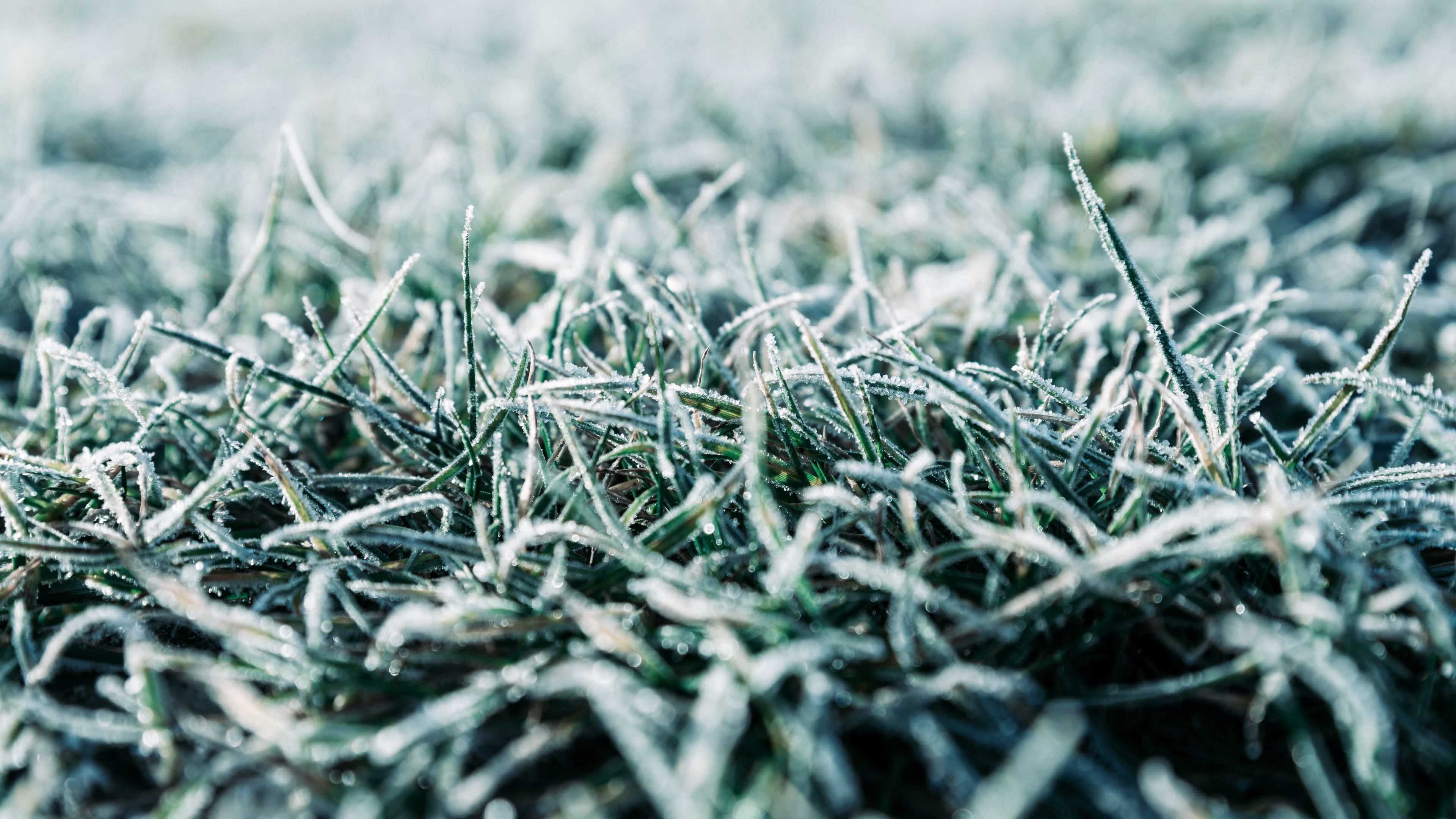 grass, frost, macro, winter, 4k, HD Wallpaper