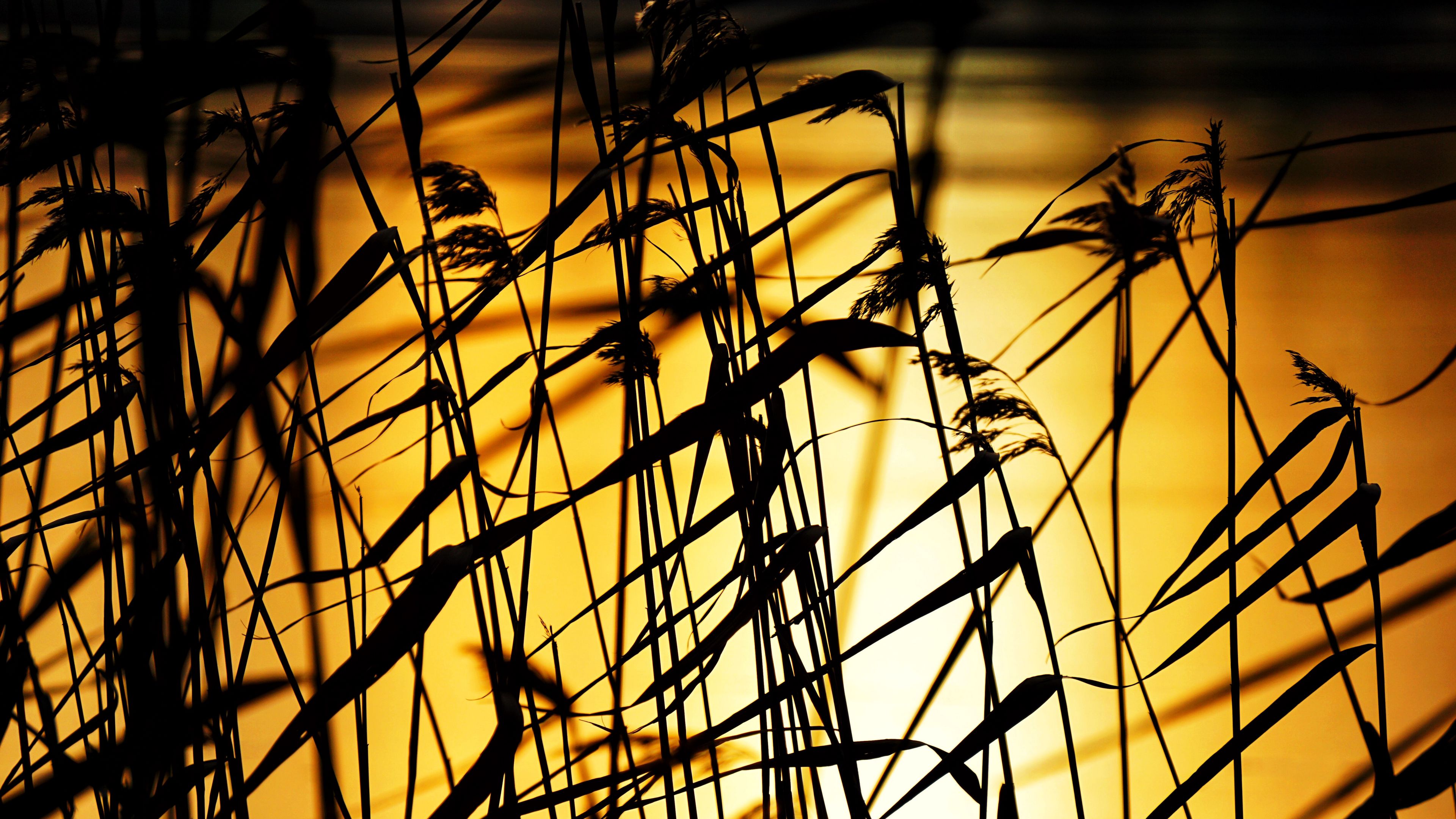grass, dark, sunset, dusk, plants, 4k, HD Wallpaper