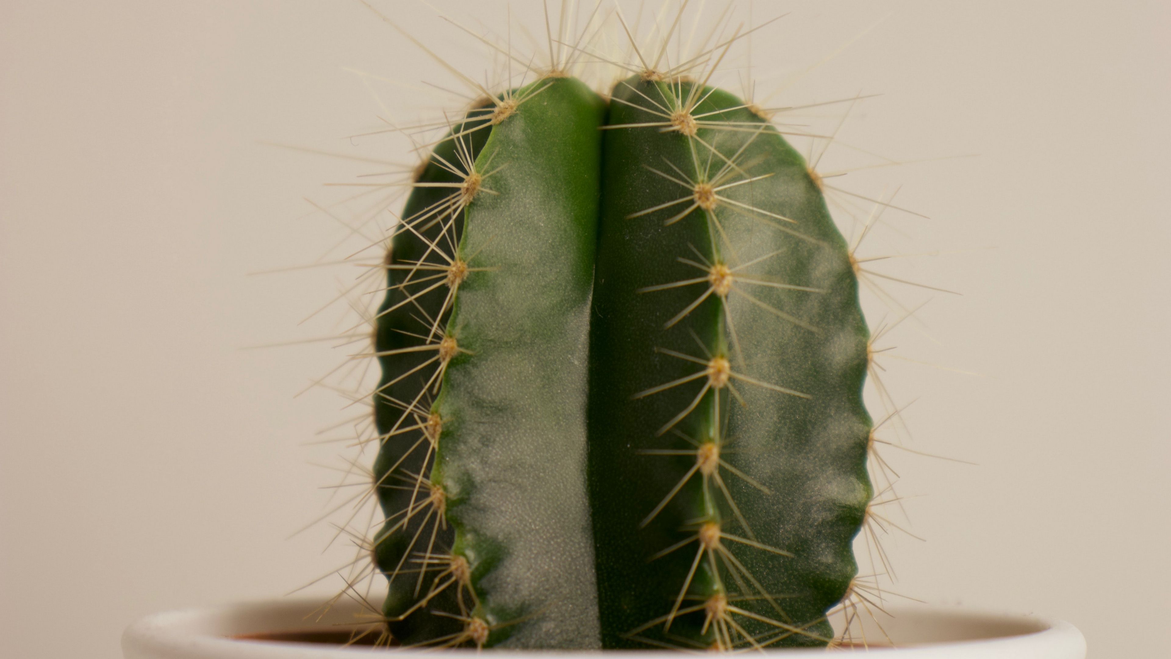 cactus, succulent, plant, thorns, pot, 4k, HD Wallpaper