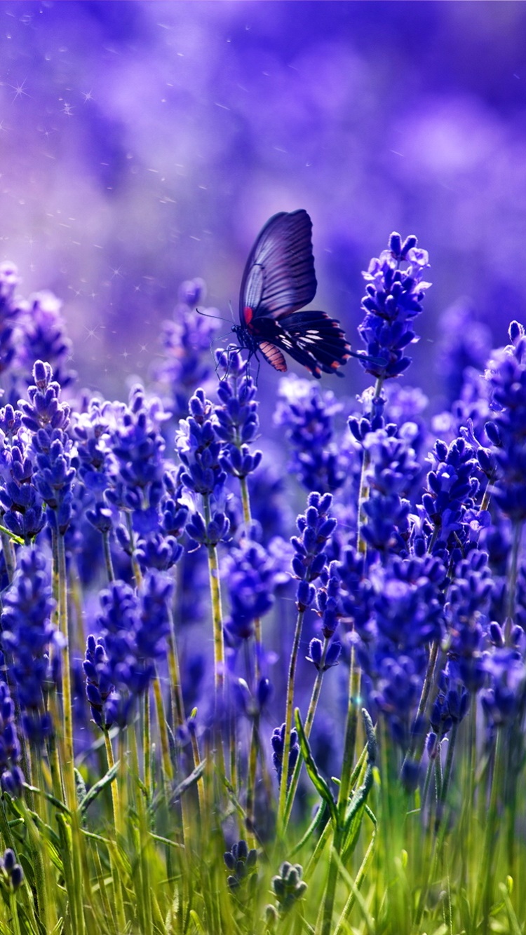 Animal Butterfly, Spring, Purple Flower, Flower, Purple, Field, 750x1334, Phone HD Wallpaper