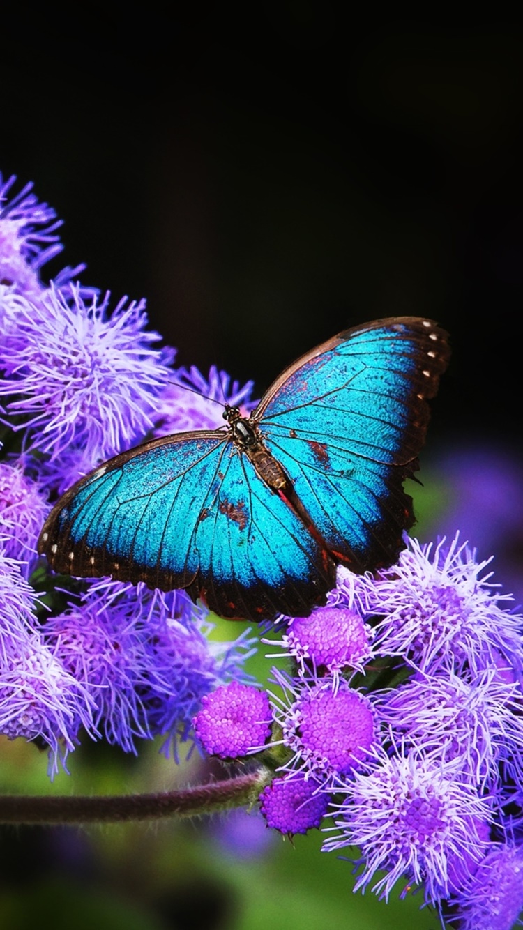 Animal Butterfly, 750x1334, Phone HD Wallpaper