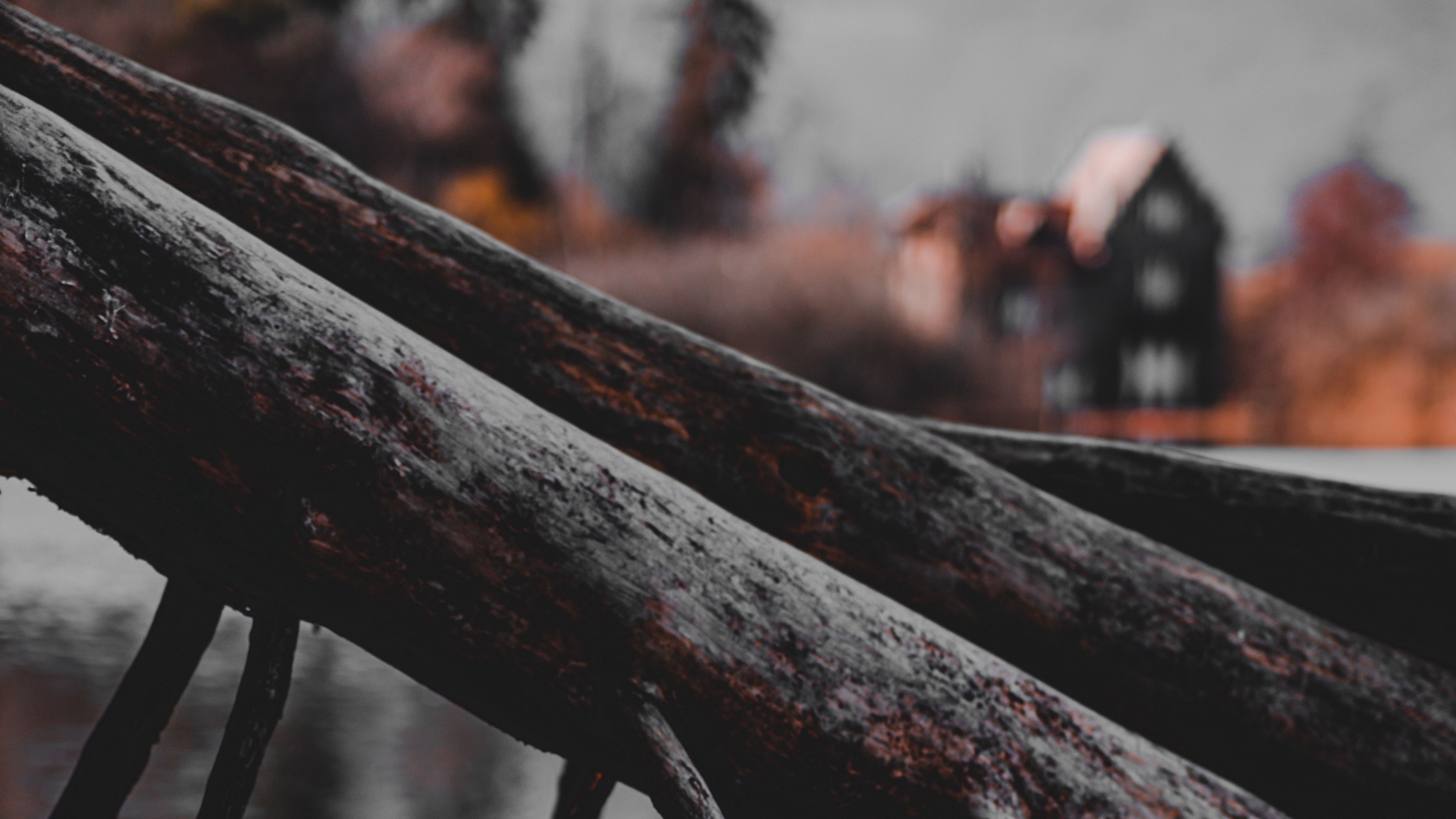 branch, driftwood, tree, river, 4k, HD Wallpaper