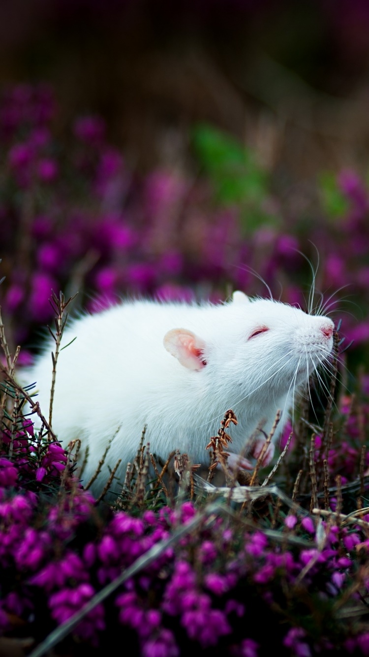 Animal Mouse, 750x1334, Phone HD Wallpaper