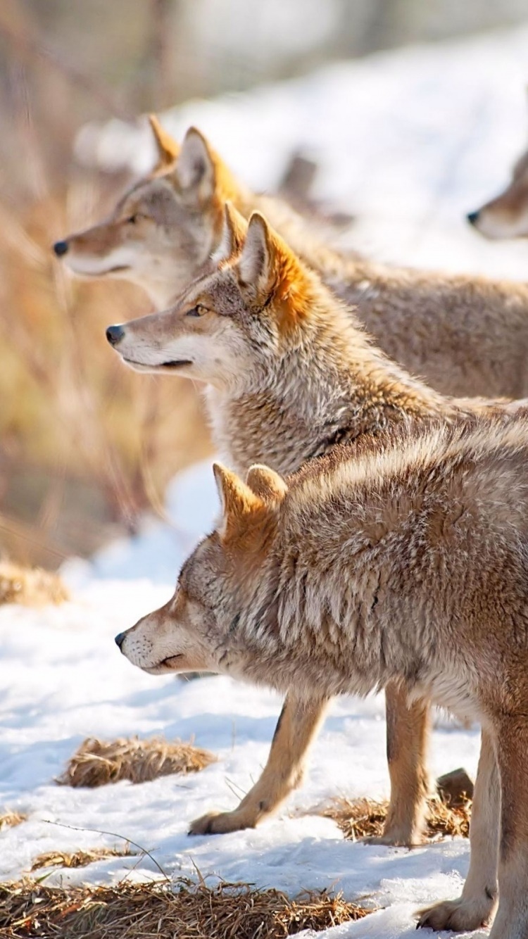 Animal Wolf, 750x1334, Phone HD Wallpaper