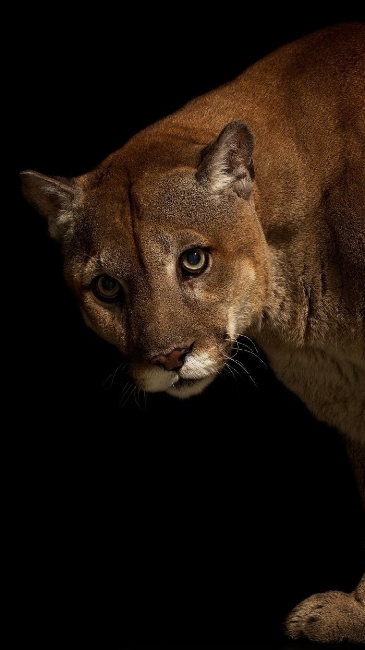 Animal Cougar, 750x1334, Phone HD Wallpaper