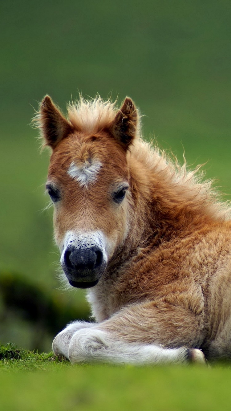 Animal Horse, 750x1334, Phone HD Wallpaper