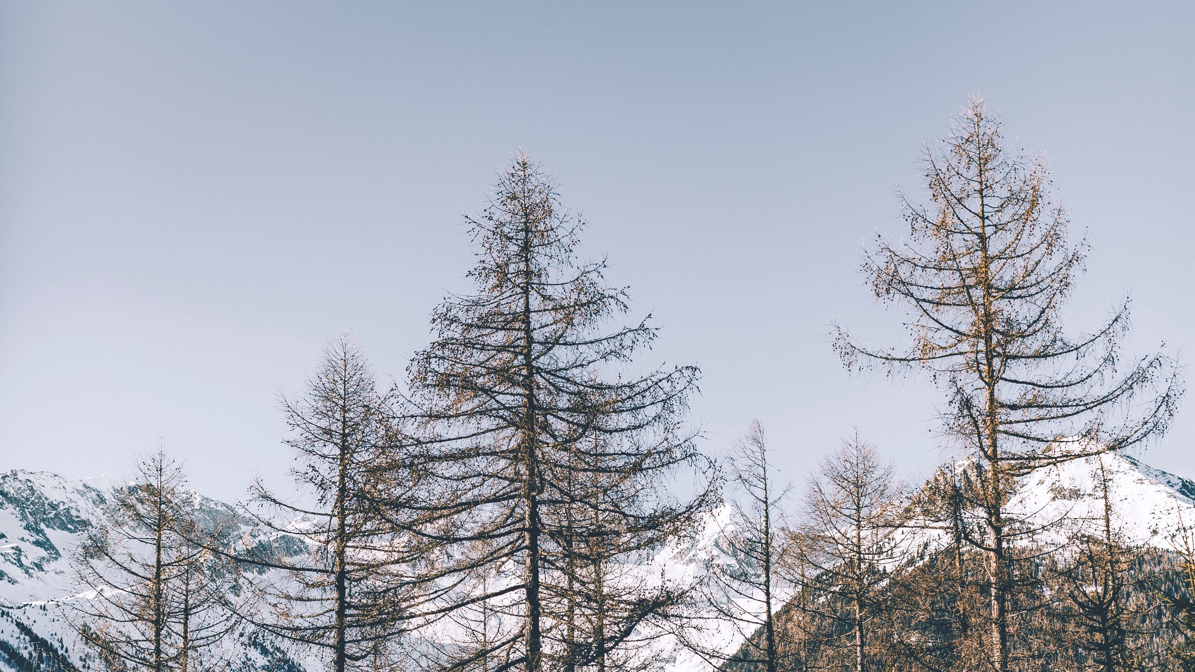 pines, trees, mountains, 4k, HD Wallpaper