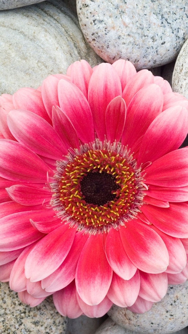 Earth Flower, Gerbera, 750x1334, Phone HD Wallpaper