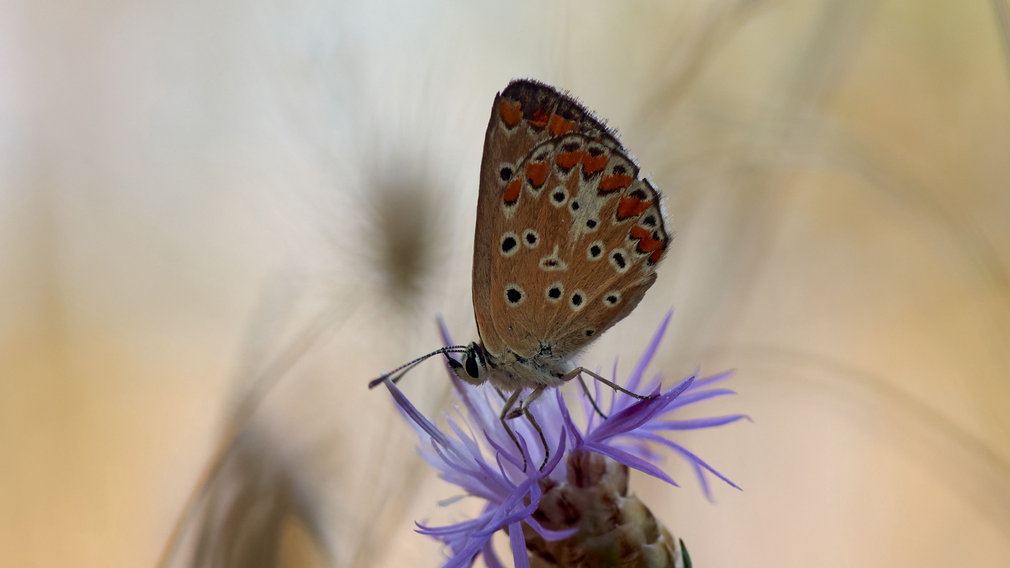 butterfly, flower, macro, 4k, HD Wallpaper