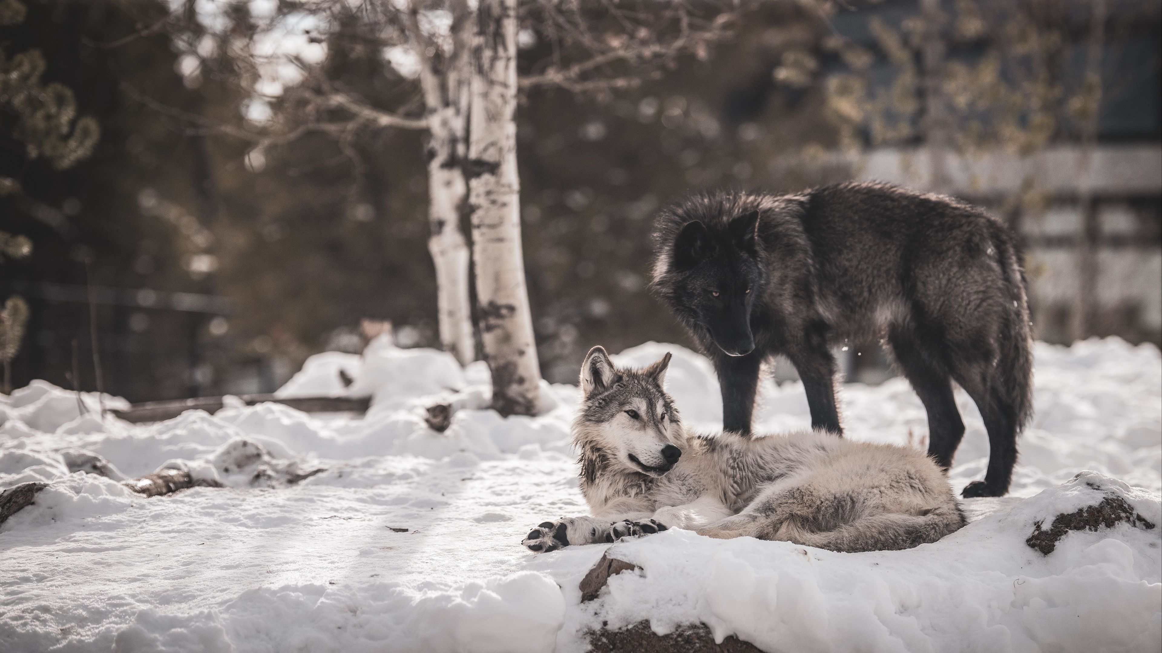 wolves, predators, friendship, snow, 4k, HD Wallpaper