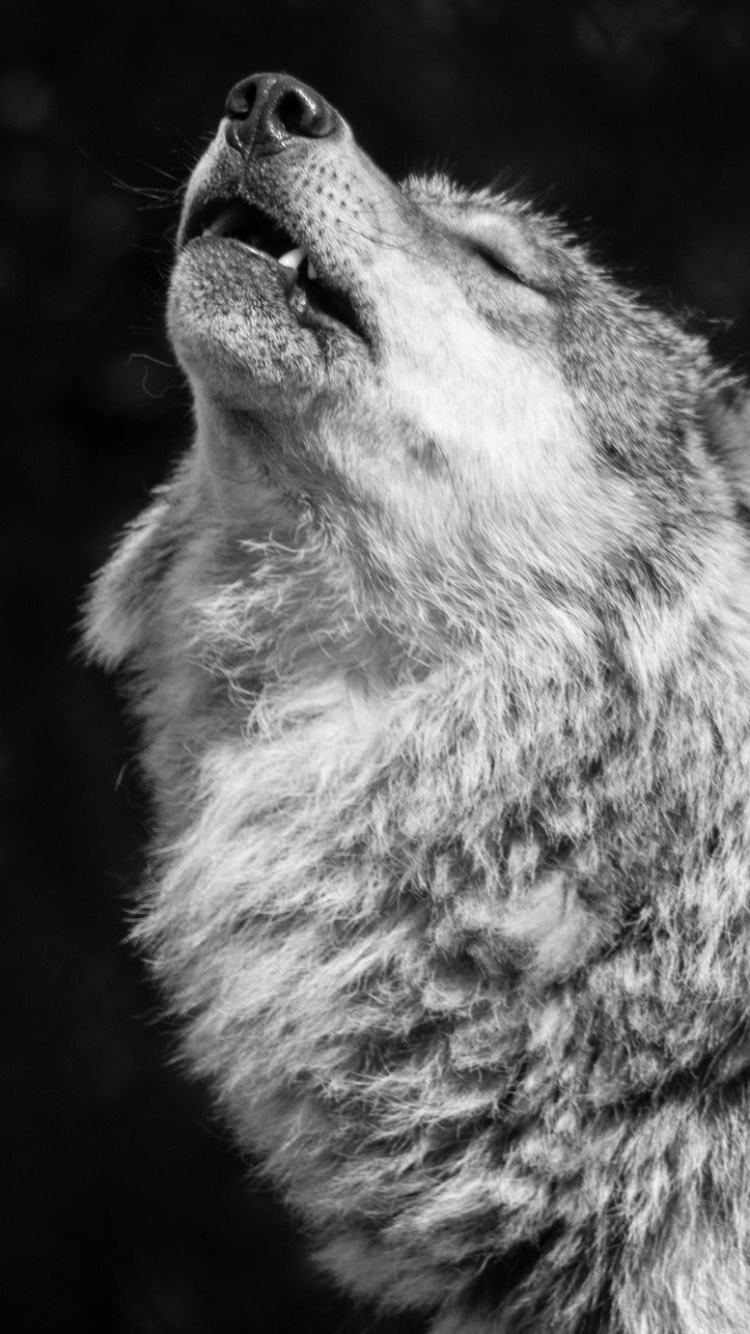 Animal Wolf, 750x1334, Phone HD Wallpaper