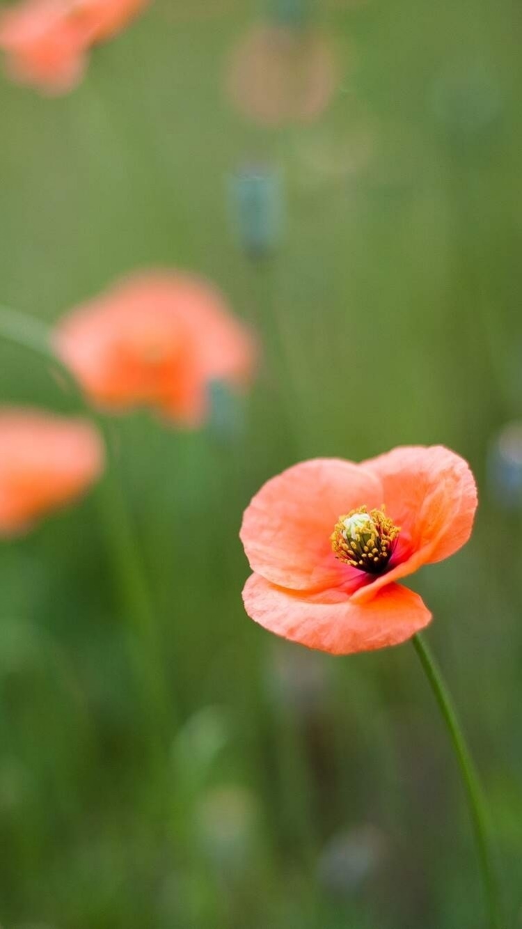 Earth Flower, 750x1334, Phone HD Wallpaper
