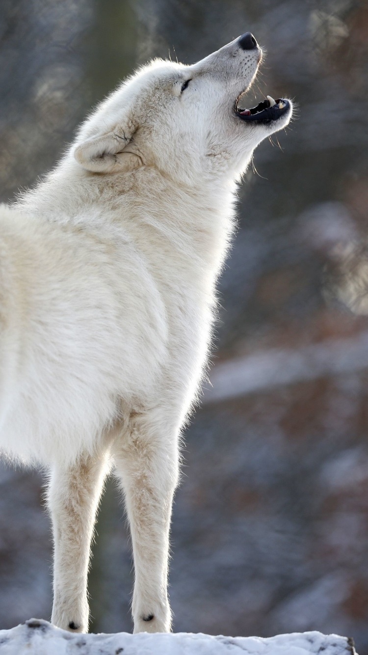 Animal Wolf, 750x1334, Phone HD Wallpaper
