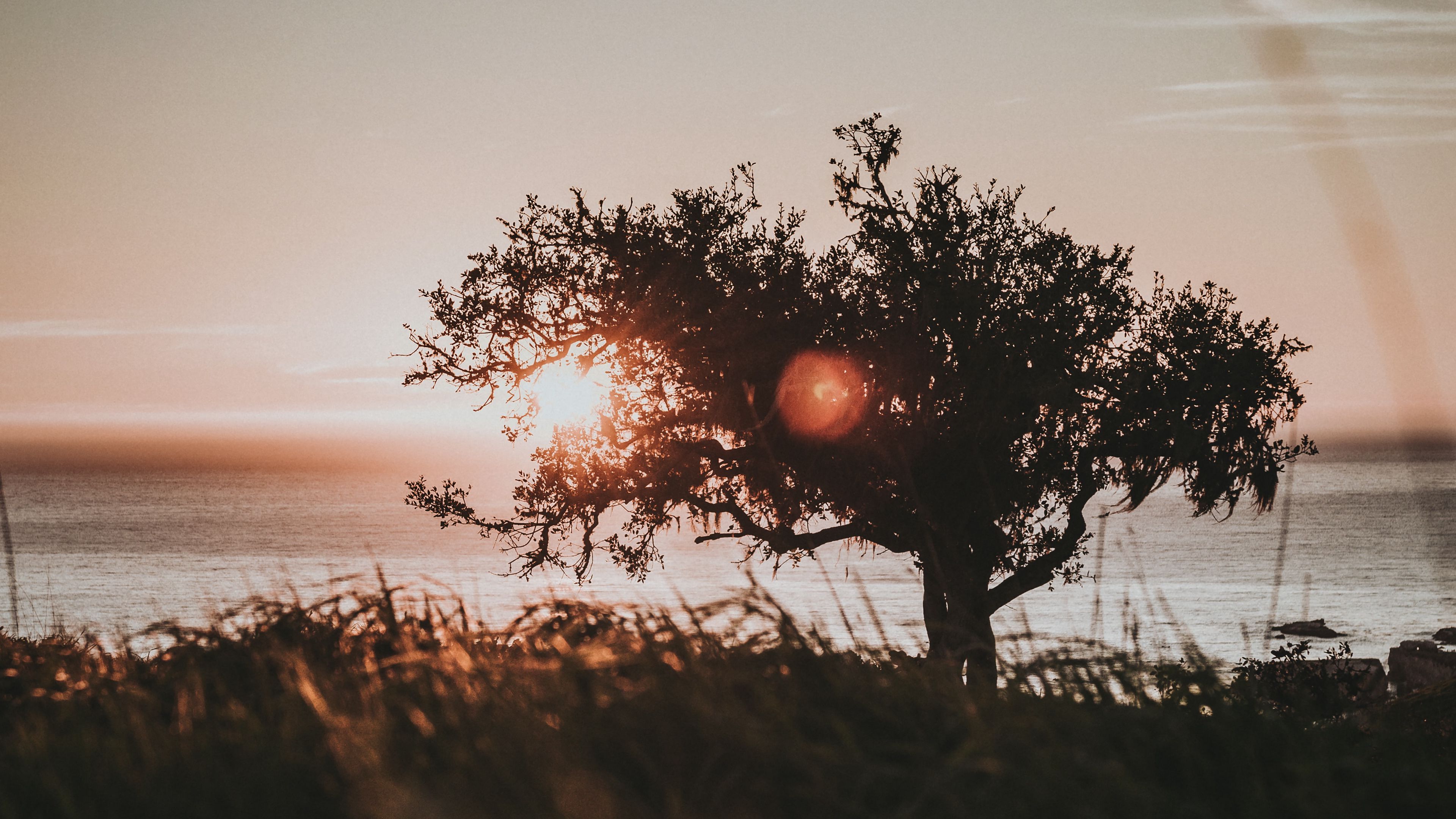 tree, glare, sun, sunset, 4k, HD Wallpaper