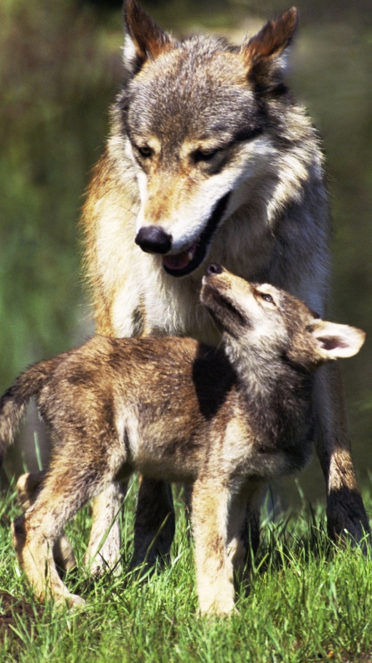 Animal Wolf, 750x1334, Phone HD Wallpaper