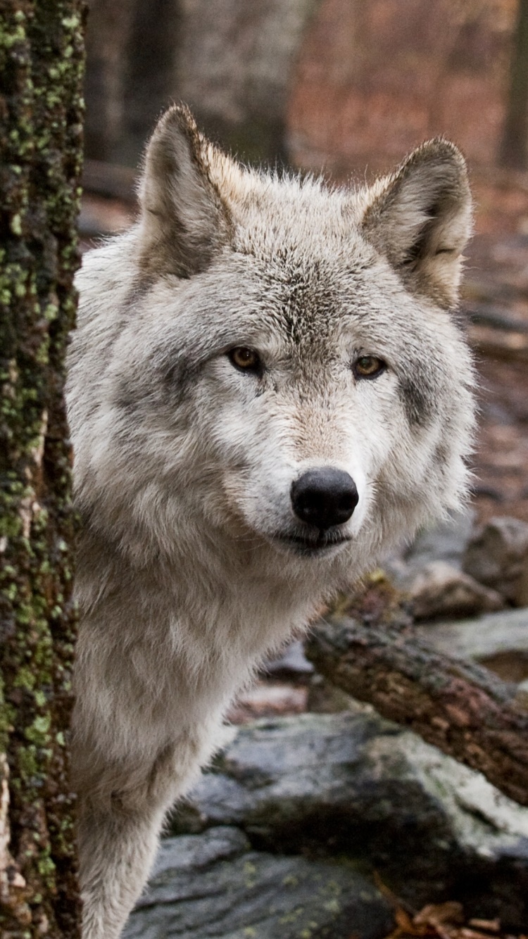 Animal Wolf, 750x1334, Phone HD Wallpaper