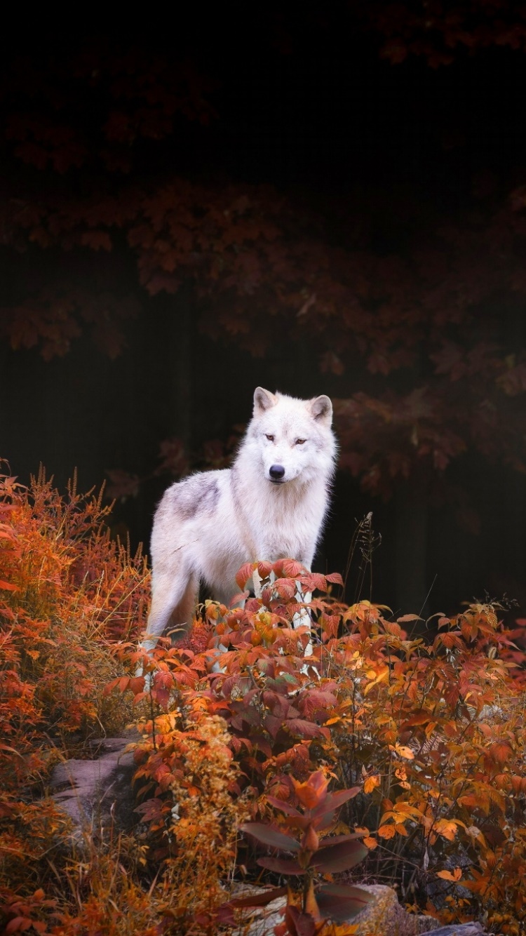 Animal Wolf, 750x1334, Phone HD Wallpaper